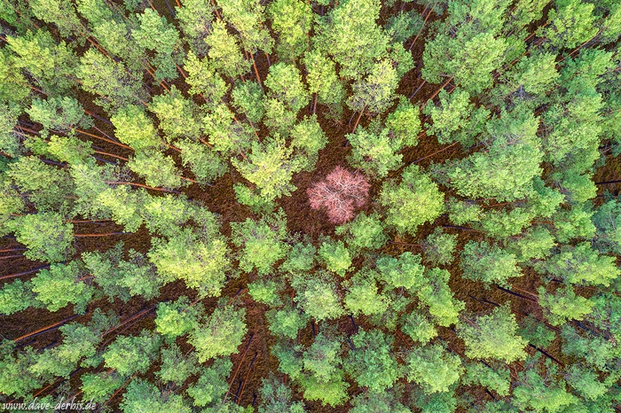 tree, forest, from above, drone, germany, 2020, photo