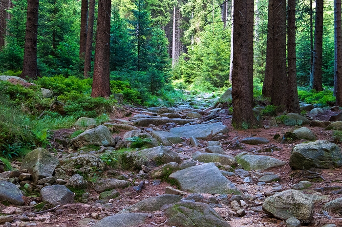 hiking, harz, forest, summer, leistenklippe, hohnekamm, germany, 2013, photo
