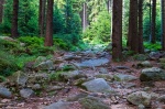 hiking, harz, forest, summer, leistenklippe, hohnekamm, germany, 2013, Stock Images Germany, photo