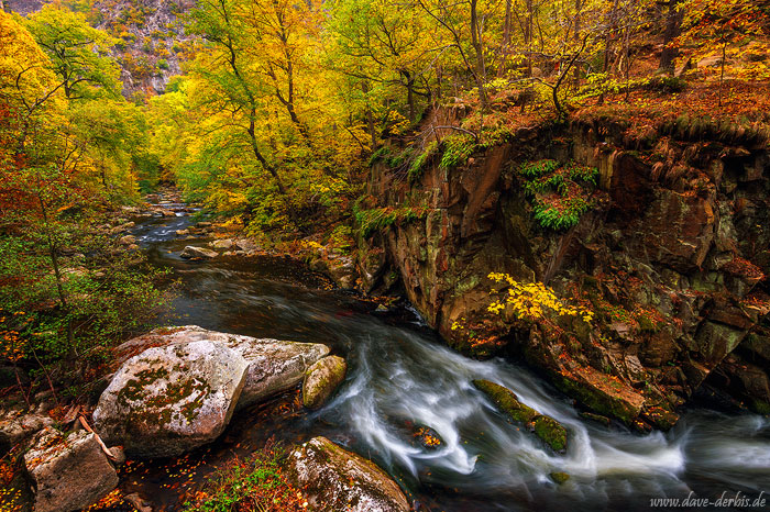 fall, autumn, foliage, river, canyon, cascade, mountain, forest, harz, germany, 2022, photo
