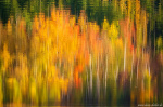 autumn, fall, reflection, lake, forest, foliage, abstract, leipzig, germany, 2022, Best Landscape Photos of 2022, photo