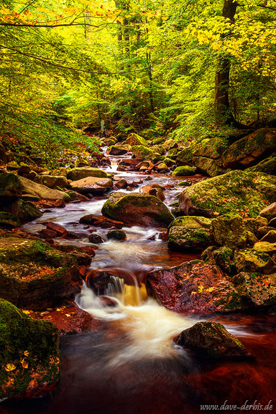 autumn, foliage, fall, harz, stream, october, forest, germany, 2021, photo