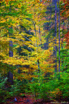 forest, woods, tree, autumn, fall, foliage, saxon switzerland, germany, 2024, photo