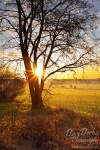 morning, sunrise, brumby, sunstar, grassland, frost, cold, tundra, sun, germany, Rural Germany, photo