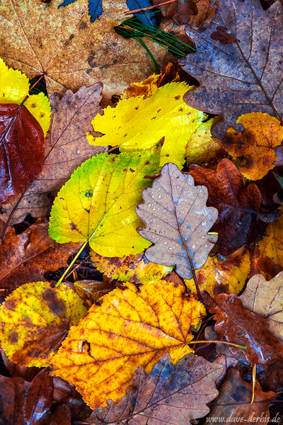 autumn, forest, foliage, woods, tree, portfolio, fall, harz, germany, 2023, photo