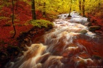 harz, forest, autumn, fall, creek, cascade, stream, mountains, germany, 2020, Germany, photo
