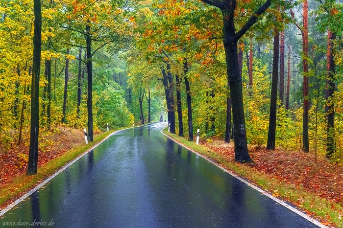 fall, foliage, autumn, forest, roadshot, road, october, germany, 2020, photo