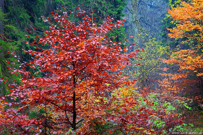 autumn, foliage, forest, fog, harz, national park, germany, 2009, photo