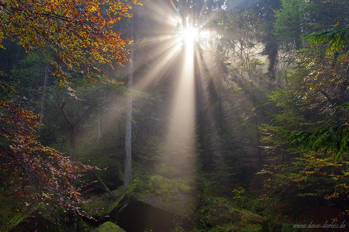 forest, sun, sunstar, autumn, bohemian-switzerland, czech republic, 2014, photo