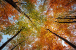 autumn, fall, foliage, tree, abstract, woods, sky, saxon switzerland, germany, 2024, photo