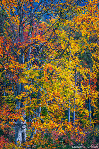 forest, woods, tree, autumn, fall, foliage, saxon switzerland, germany, 2024, photo
