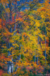 forest, woods, tree, autumn, fall, foliage, saxon switzerland, germany, 2024, photo