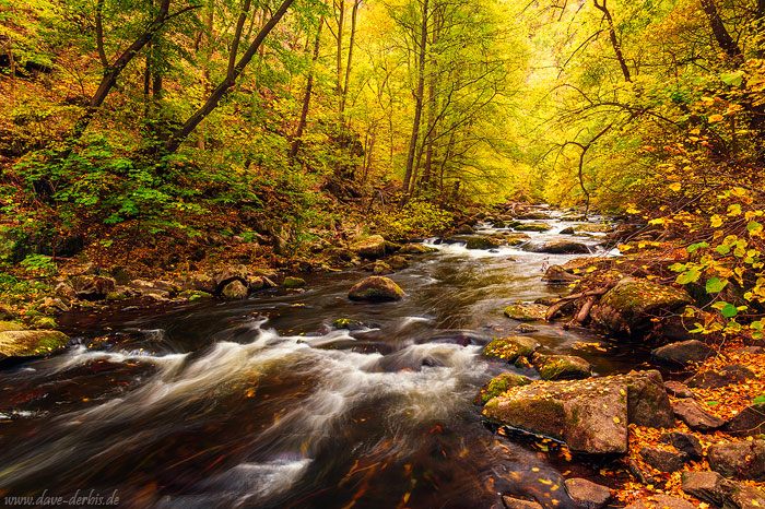 fall, autumn, foliage, river, stream, bode, valley, harz, forest, germany, 2022, photo