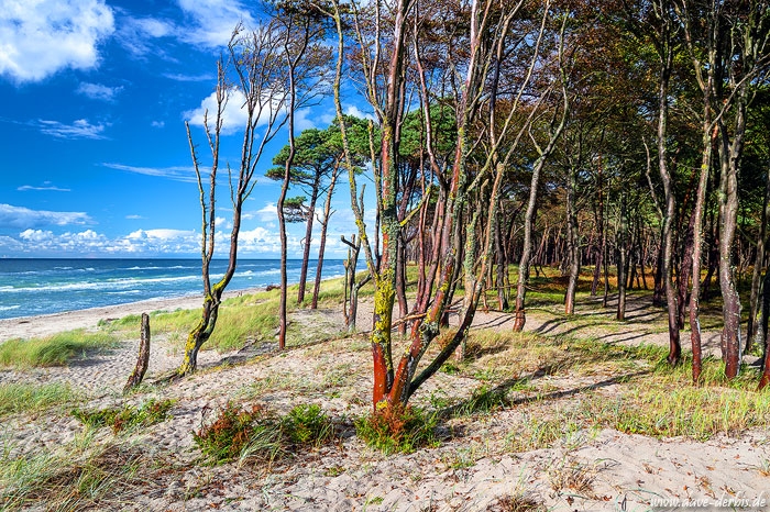 summer, beach, forest, wild, painting, baltic sea, germany, 2020, photo