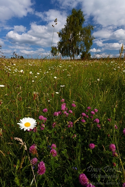 harz, meadow, flower, summer, tree, germany, 2010, photo