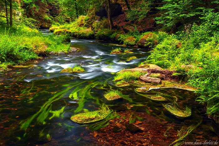 forest, stream, summer, river, cascade, bohemian switzerland, czech republic, 2020, photo