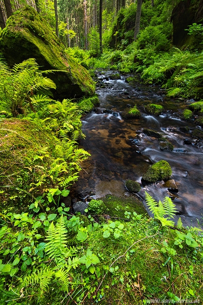 river, stream, summer, forest, bohemian switzerland, national park, czech republic, 2015, photo