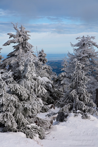 harz, winter, snow, brocken, fir tree, germany, 2009, photo