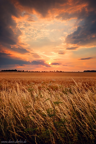 sunset, field, summer, corn, sun, rural, brumby, germany, photo
