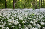 park, forest, wild garlic, leipzig, germany, 2011, photo