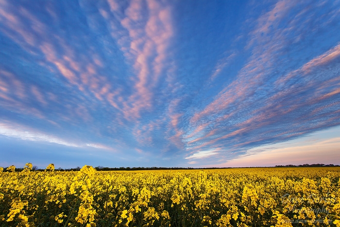 sunset, field, canola, brumby, clouds, germany, photo