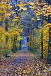 park, leipzig, autumn, forest, walk, trail, germany, 2012, Autumn Season 2012, photo