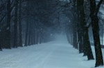 snow, winter, forest, fresh, leipzig, germany, 2013, photo