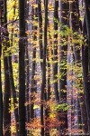 autumn, fall, forest, foliage, telelens, bohemian switzerland, czech republic, 2019, photo
