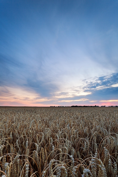 sunset, corn, field, twilgiht, germany, photo