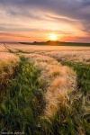 brumby, sunset, golden hour, corn, field, rural, sun, summer, germany, 2018, photo