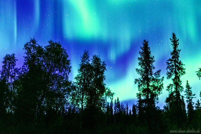 northern lights, aurora, forest, night, arctic, sky, sweden, lapland, 2022, photo