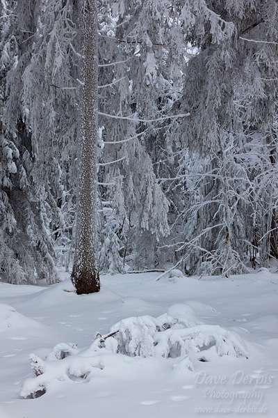 winter, snow, harz, cold, frozen, tree, fir, germany, 2013, photo