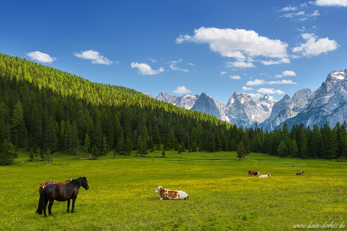 meadow, summer, alpine, mountains, cows, dolomites, italy, 2016, photo