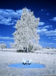 infrared, dream-like, daydream, surreal, dreamscape, germany, 2021, Dreamscapes, photo