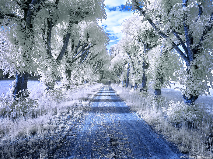 infrared, dream-like, daydream, surreal, dreamscape, germany, 2023, photo