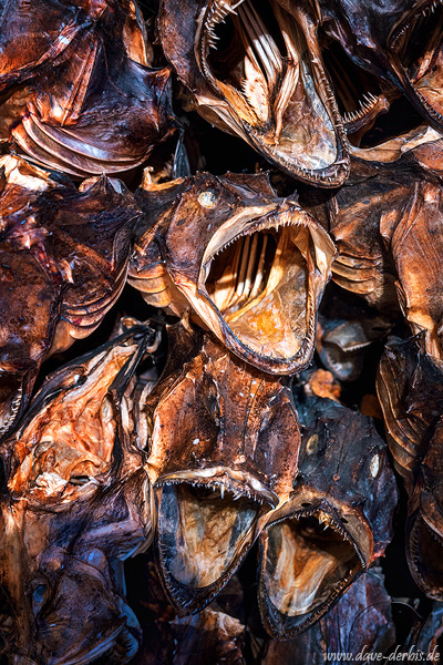 fish, coast, fishing, village, shop, dried, cod, lofoten, arctic, norway, 2024, photo