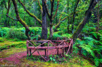 elves, forest, jungle, tree, magical, mystical, fangorn, madeira, 2024, photo