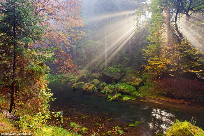 forest, sun, autumn, bohemian-switzerland, czech republic, 2014, photo