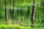 forest, woods, reflection, stream, spring, abstract, tree, leipzig, germany, 2025, photo