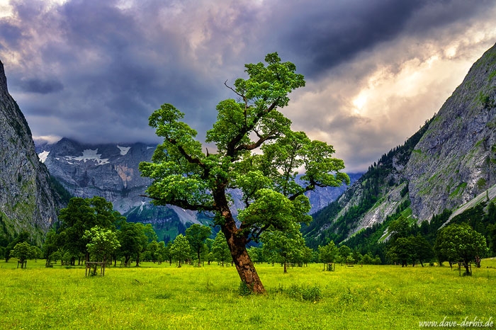 forest, mountains, alps, trees, bavaria, valley, germany, 2021, photo