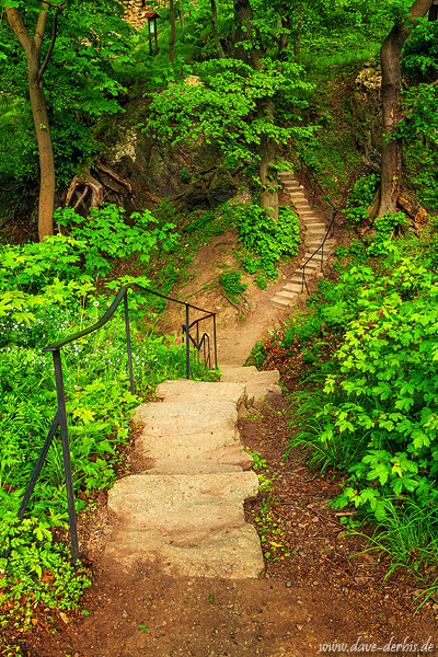 forest, woods, harz, castle, steps, path, mountains, germany, 2023, photo