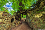 tree, woods, fairytale, harz, magic, fantasy, germany, 2023, photo