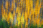abstract, woods, forest, tree, autumn, magical, mystical, arctic, sweden, 2024, photo