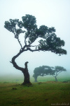 tree, woods, forest, fanal, fairytale, fog, magic, fantasy, fangorn, madeira, 2024, photo
