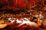autumn, fall, forest, foliage, fantasy, stream, cascade, harz, germany, 2021, photo