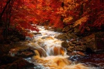 harz, forest, autumn, fall, creek, cascade, stream, mountains, germany, 2020, Stock Images Germany, photo