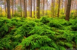 forest, foliage, fall, autumn, farn, saxon switzerland, nationalpark, germany, 2020, Stock Images Germany, photo