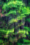abstract, forest, tree, woods, fir tree, north, arctic, faroe islands, 2025, photo