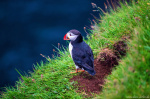 puffin, bird, wildlife, cliff, ocean, coast, north, arctic, faroe islands, 2025, photo