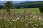 flower, meadow, spring, harz, germany, 2013